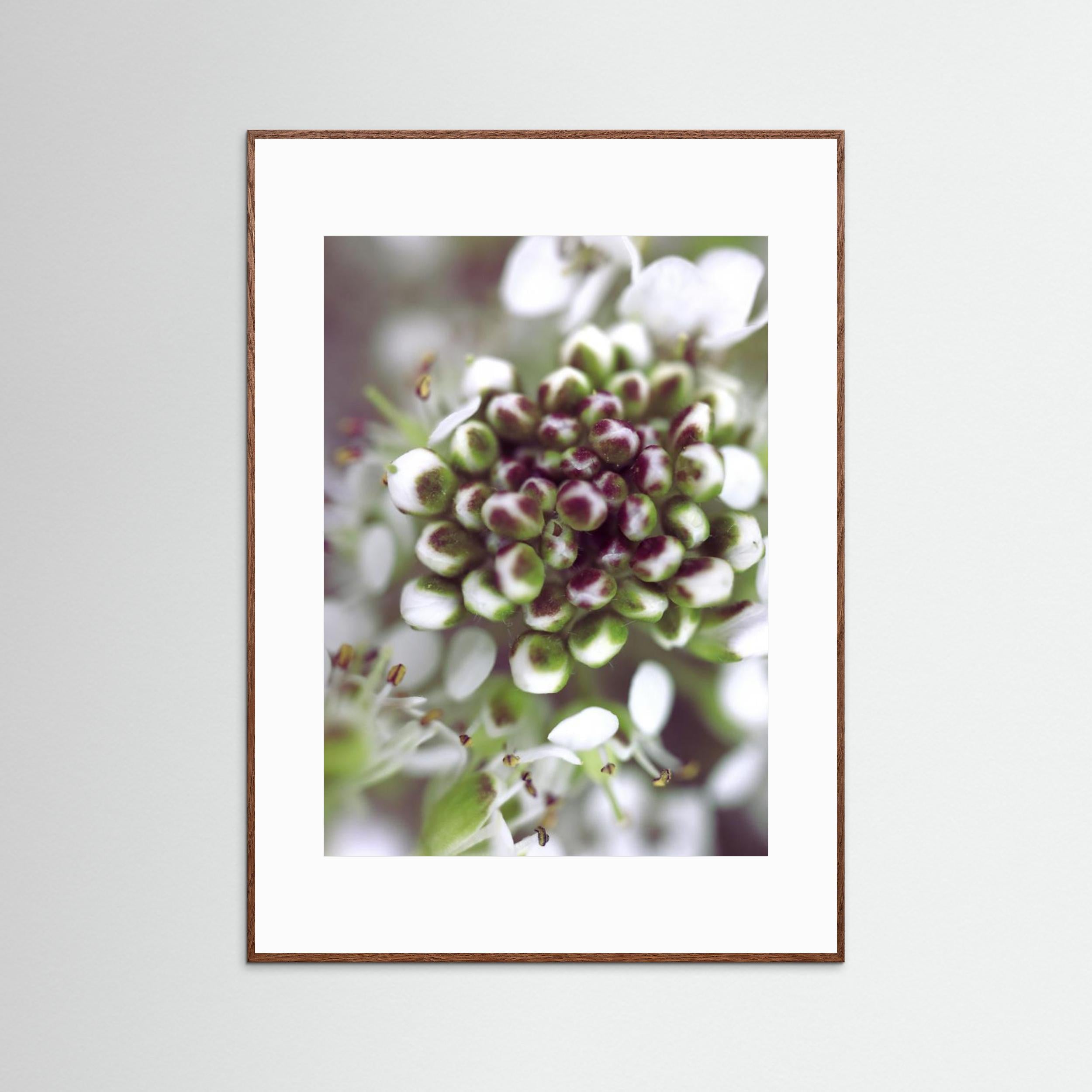 Cluster I by Rosana Laiz Blursbyai